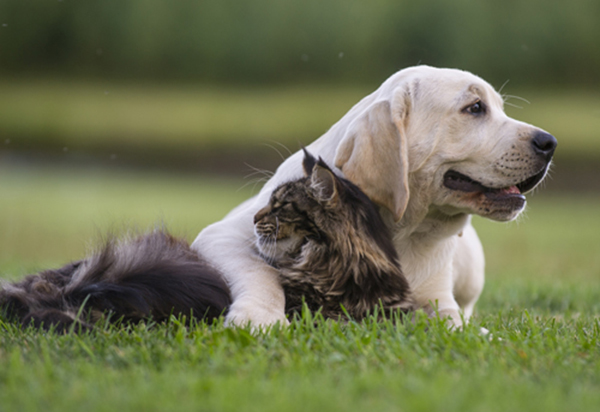 Opt-for-pet-friendly-motion-sensors-designed-to-ignore-presence-of-pets-based-on-weight